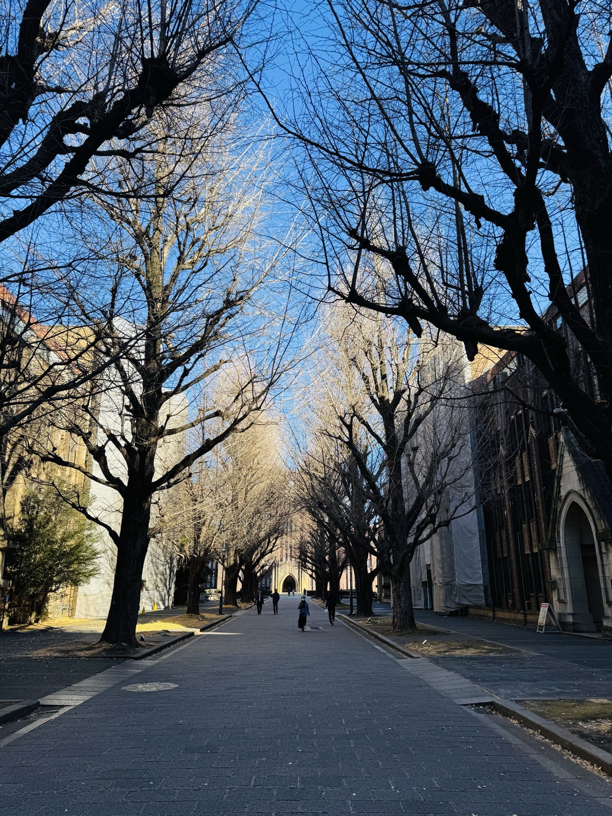 A wide avenue lined with bare winter trees under a deep blue sky