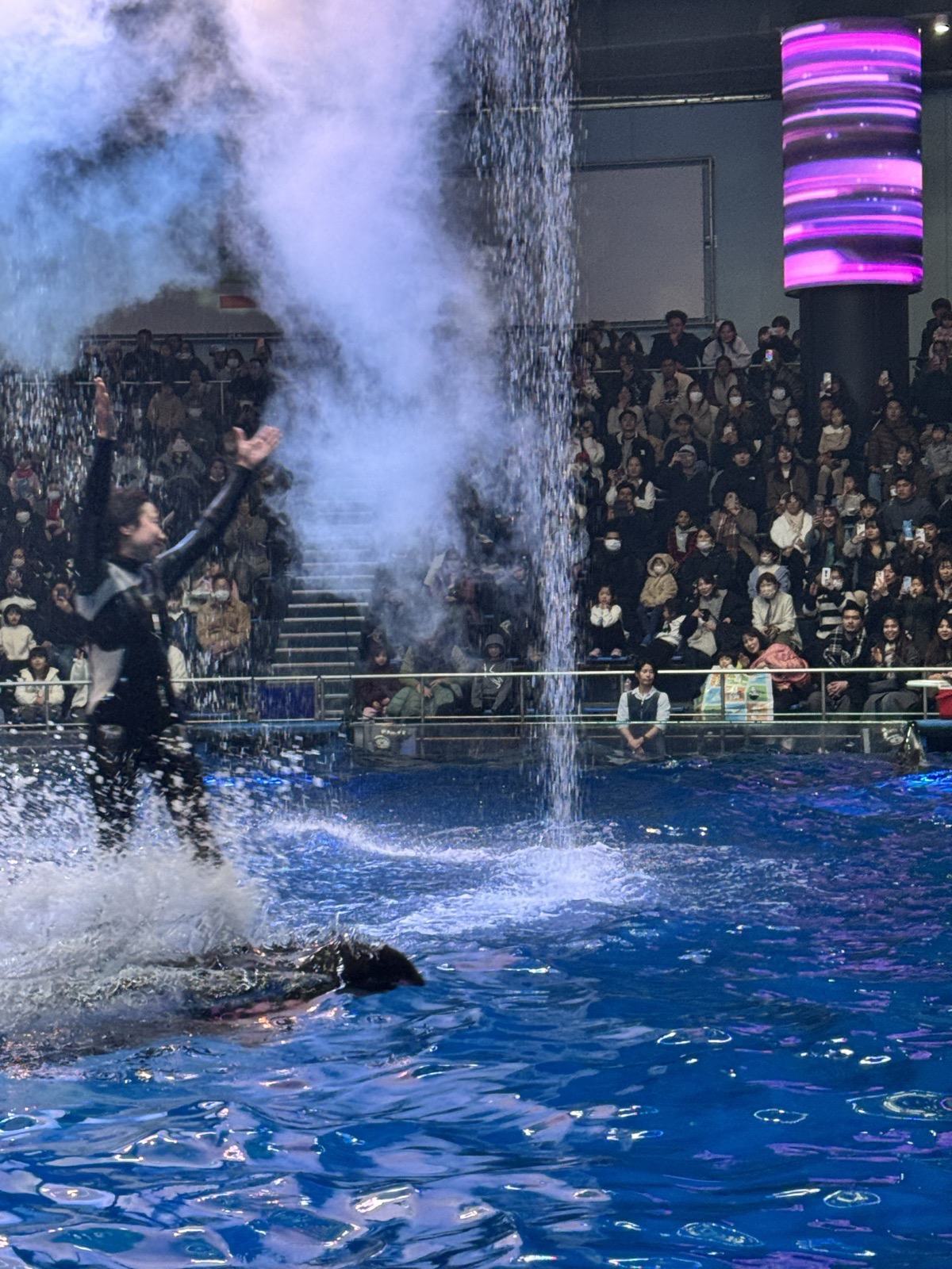 A dolphin show with a big splash of water and an audience behind